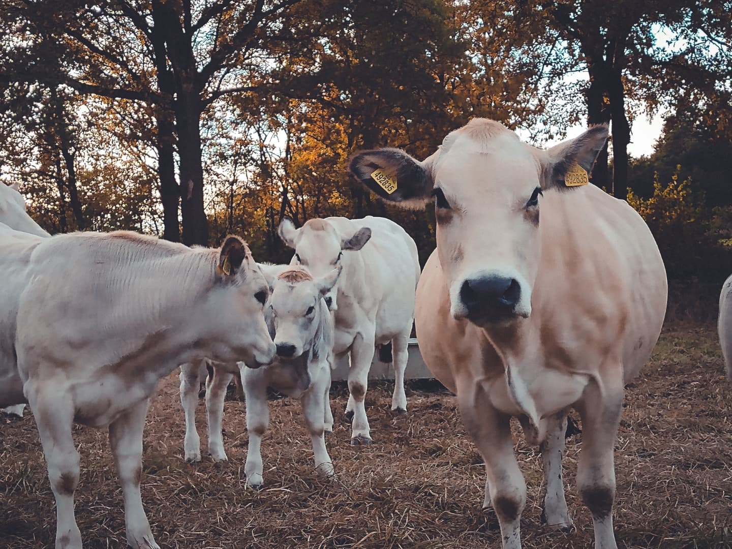 Krávy plemene piemontese na pastvě
