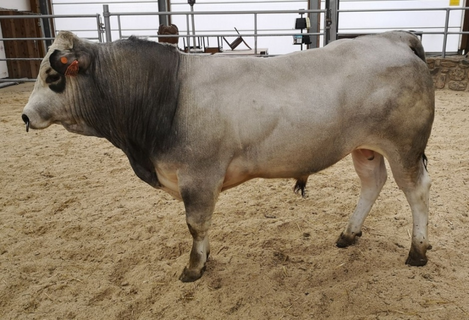 FERDINAND
